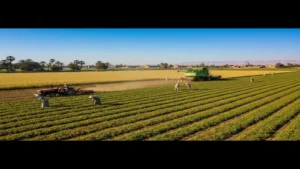 مصر تعتمد ضوابط جديدة لتقنين أراضي التنمية الزراعية وتأجيل سداد الأقساط